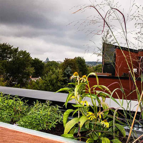Urban Rooftop Garden
