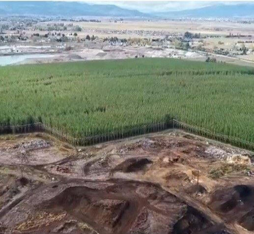 Phyto-Extraction: What is it?